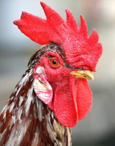 Why Do Roosters Have Wattles?