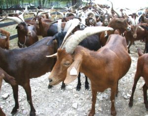 Rove Goat Characteristics, Origin & Uses Information