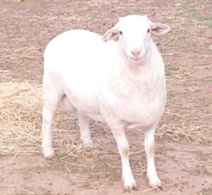 Royal White Sheep: Characteristics, Uses, Origin