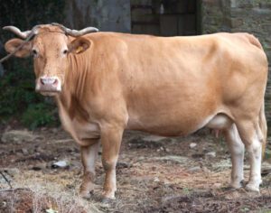 Rubia Gallega Cattle Characteristics, Origin & Uses