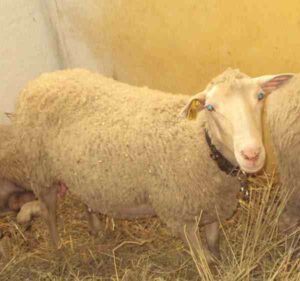Ruda Sheep Characteristics, Origin & Uses Info