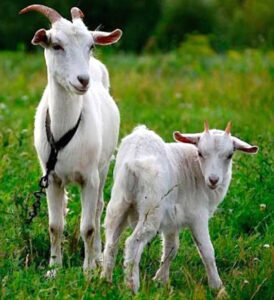Russian White Goat Characteristics, Origin & Uses