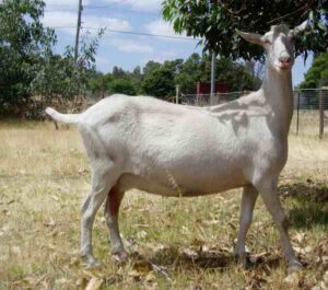 Saanen Goat Farming: Best Business for High Profits