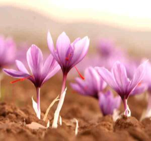 Saffron Farming Business Plan For Beginners