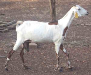 Sahelian Goat Characteristics, Origin & Uses Info