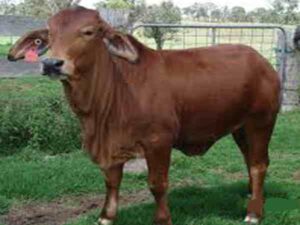 Sahiwal Cattle: Characteristics, Specialties & Raising Tips