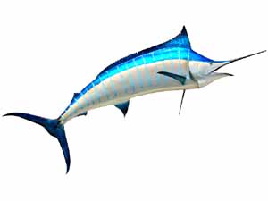 fastest fish in the ocean, sailfish