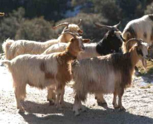 Sarda Goat Farming: Business Starting Guide for Beginners
