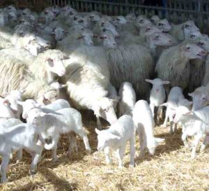 Sarda Sheep Characteristics, Origin & Uses Info