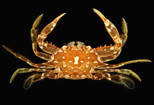 Sargassum Swimming Crab Characteristics, Diet