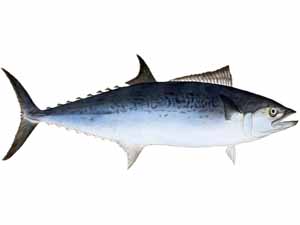 sawara fish, sawara fish in Egnlish, sawara fish taste, sawara fish nutrition, sawara fish price