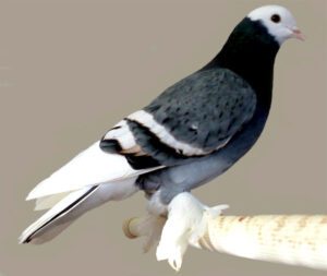 Saxon Monk Pigeon Characteristics, Uses & Origin