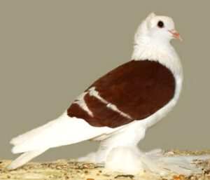 Saxon Shield Pigeon Characteristics, Uses & Origin