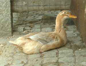 Saxony Duck Characteristics, Origin & Uses Info