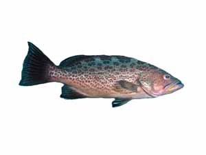 scamp fish, scamp fish price, scamp fish taste, scamp fish cooking, scamp fish recipes