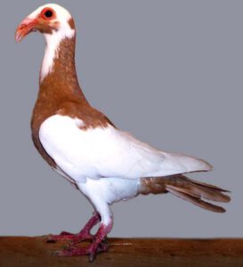 Scandaroon Pigeon Characteristics, Uses & Origin