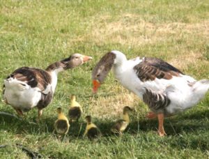 Advantages and Disadvantages of Raising Geese