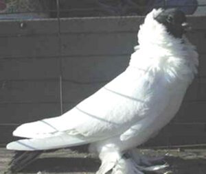 Schmalkalden Moorhead Pigeon Characteristics & Uses