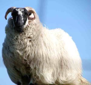 Scottish Blackface Sheep Characteristics & Uses Info