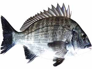 sea bream, sea bream fish, sea bream fish characteristics, sea bream fish diet, sea bream fish reproduction, sea bream fish uses, sea bream fish price