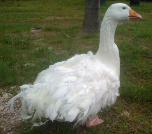 Sebastopol Goose Characteristics, Origin & Uses