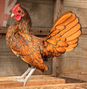 Sebright Chicken Farming: Business Starting Plan