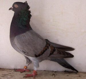 Serbian Highflyer Pigeon: Characteristics & Best 23 Facts