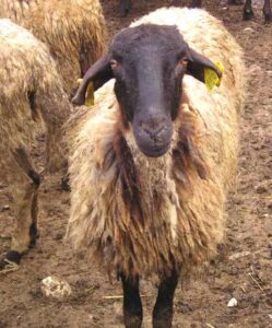 Serrai Sheep Characteristics, Origin & Uses Info