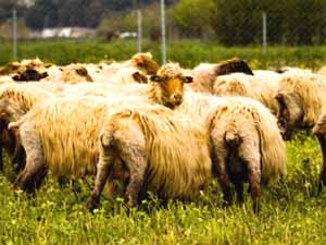 sheep butt, what is sheep butt