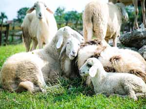 sheep price, price of a sheep, how much does a sheep cost, sheep price in the USA