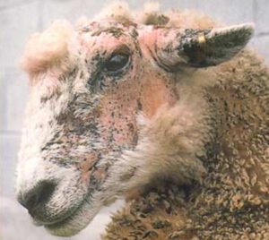 Sheep Diseases: Symptoms, Prevention & Treatment