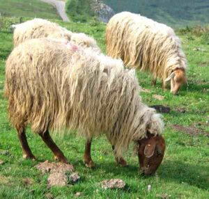 Sheep Breeds in India: Best Breeds for Highest Profits