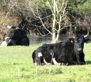 Shetland Cattle Characteristics, Uses, Origin Info