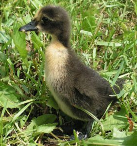 Shetland Duck Characteristics, Origin & Uses Info