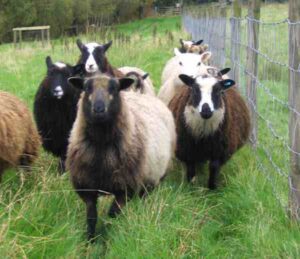 Northern European Short-Tailed Sheep Uses Info