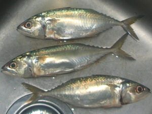 Short Mackerel Fish Characteristics, Diet, Breeding