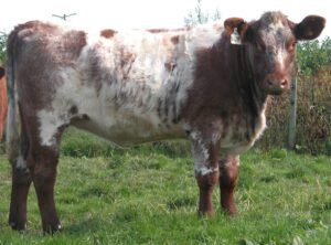 Shorthorn Cattle Characteristics, Origin, Uses, Photo