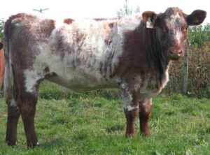 Breeding Beef Cattle: Best Guide for Beginners