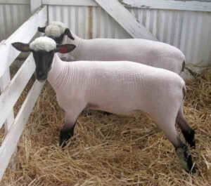 Shropshire Sheep Characteristics, Origin & Uses Info