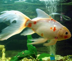 Shubunkin Goldfish Characteristics, Diet, Breeding