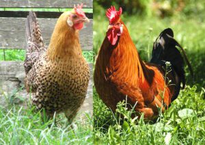 Sicilian Buttercup Chicken Farming: Business Starting Guide