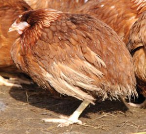 Sick Chicken Symptoms & How to Identify Sick Chickens
