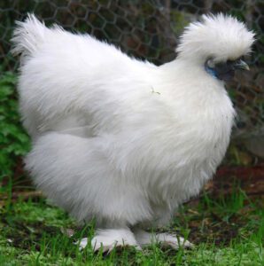 Caring for Silkie Chickens – Best 8 Steps for Beginners