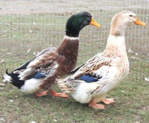 Silver Appleyard Duck Farming: Start Business for High Profits
