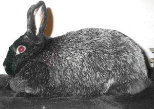 Silver Fox Rabbit Characteristics, Uses & Origin