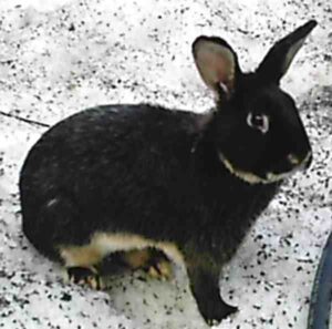 Silver Marten Rabbit Characteristics, Uses & Origin