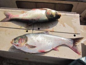 Silver Carp Fish: Characteristics, Feeding, Breeding