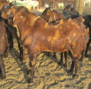 Sirohi Goat Farming: Best Business for High Profits