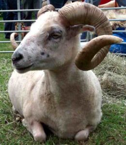 Skudde Sheep Characteristics, Origin & Uses Info