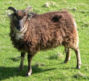 Soay Sheep Characteristics, Origin & Uses Info